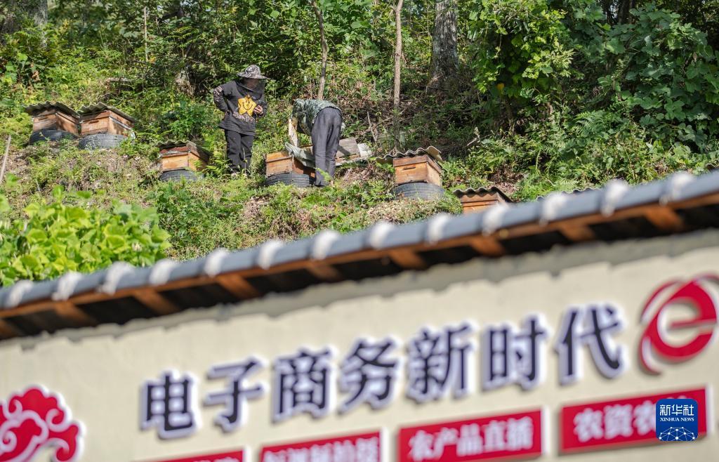 og视讯大厅
